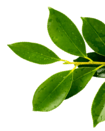 img-leaf2-mobile