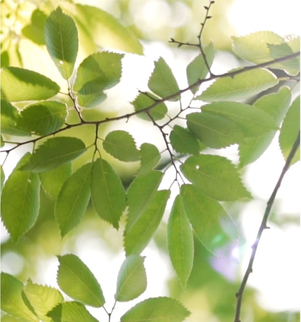 leaf-bg